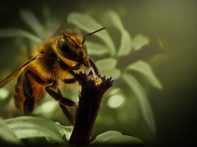 BODEGÓN Y NATURALEZA de DISEÑO DE AUTOR