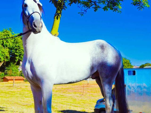 CAVALO de COPA MARCHA MACHADOR 2024