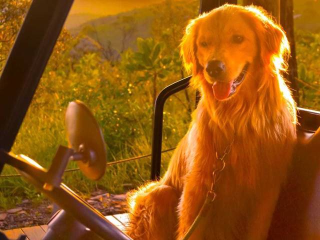 CACHORRO de LAGRADOR-CAPITOLIO 2023