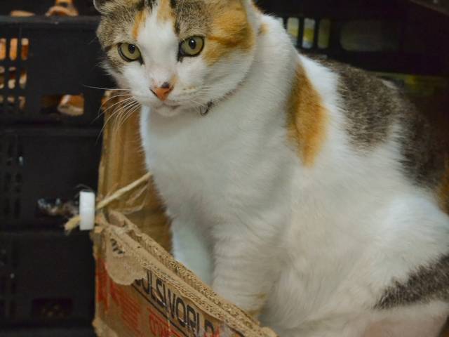 Fotografias que conecta  de Fotografia Gatos 