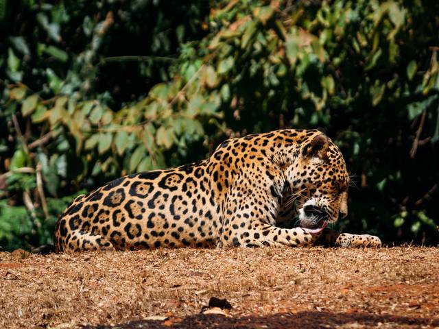 Natureza de Floresta Nacional de Carajás