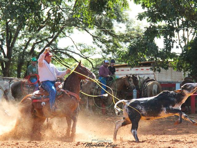 Provas de Team Roping