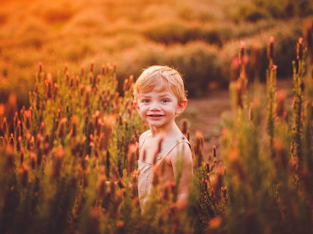 Bebês de Enrico na Lavanda
