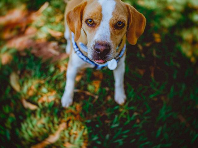 Pré casamento de Isabella e Alexandre