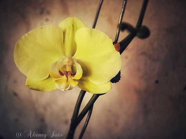 Garden de Yellow light