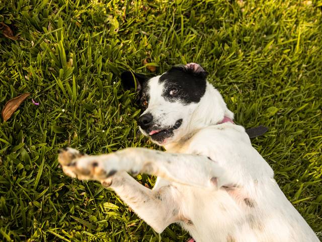 Pets de Adote a Lola