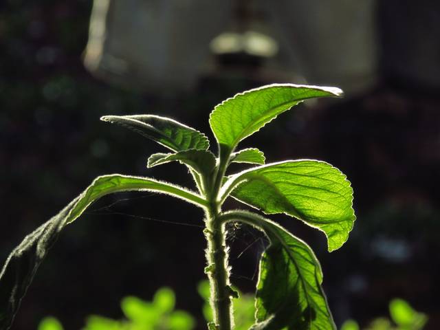 Natureza  de Simplicidade visual da natureza