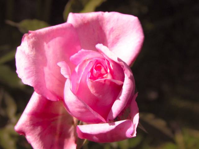 NATUREZA de NATUREZA