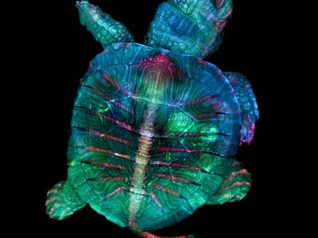 Microscopy © Not Me of Nikon Small world competition 