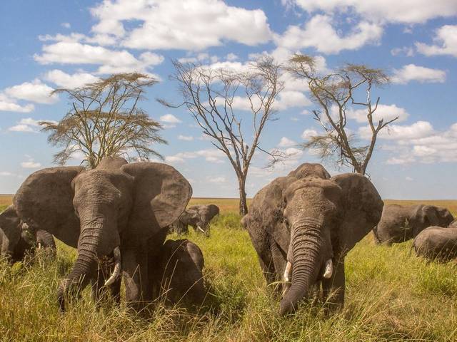 Tanzania&Zanzibar of Tembo