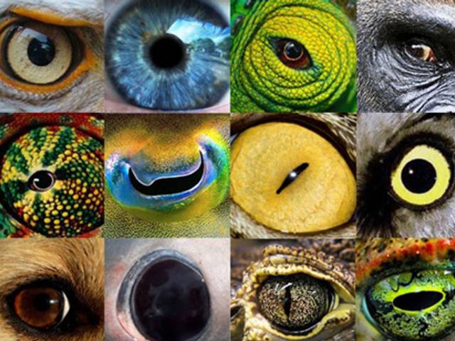 Science is Poetry of Evolution of vision - Badenlab.org