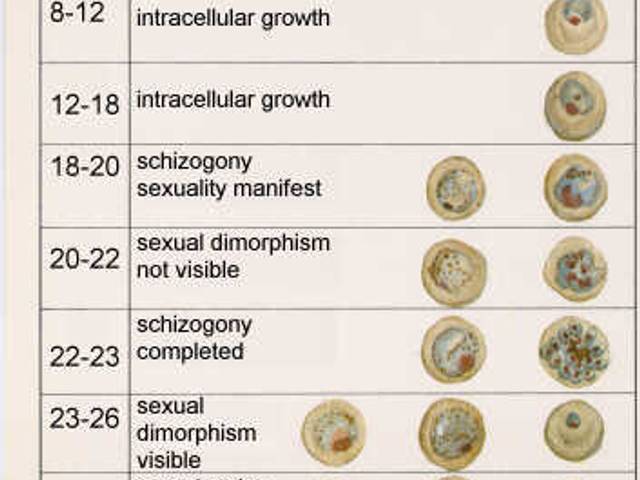 Microscopy © Not Me of Morphology of Plasmodium berghei: light microscospy