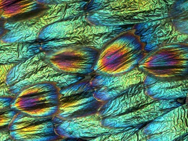 Science is Poetry of All the colors of the wing