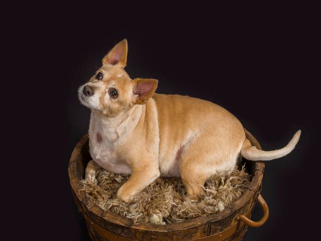 Estudio de Sessão de Animais - Violeta 