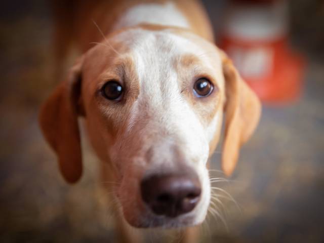 Corporativo de Pets 4 Ever