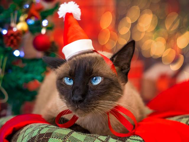 Pets de Sessão de Natal Pet - Milla 