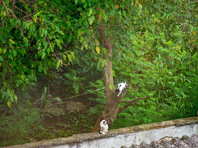 Ensaio Pet de Gatos de Rua