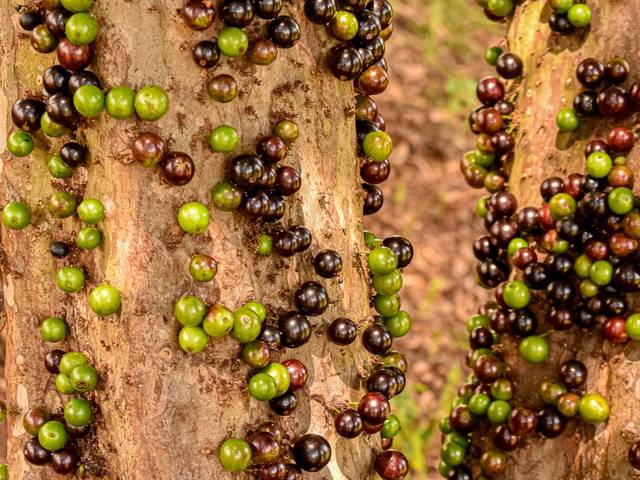 Lazer de Paisagem do interior de São Paulo