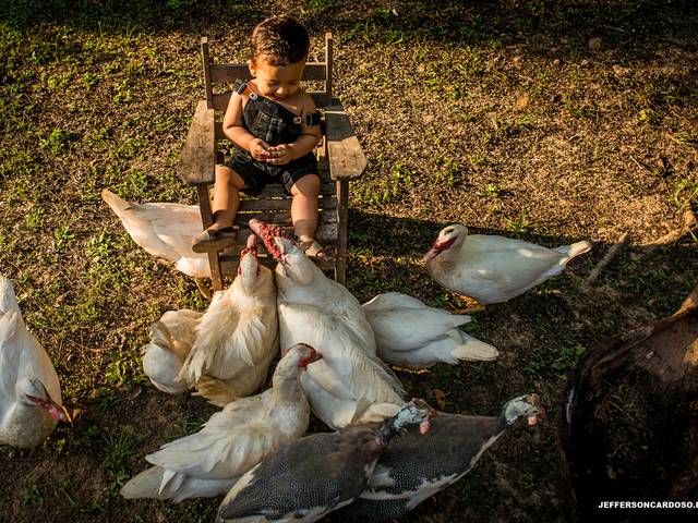 Infantil e Família de ÍCARO - O RIBEIRINHO
