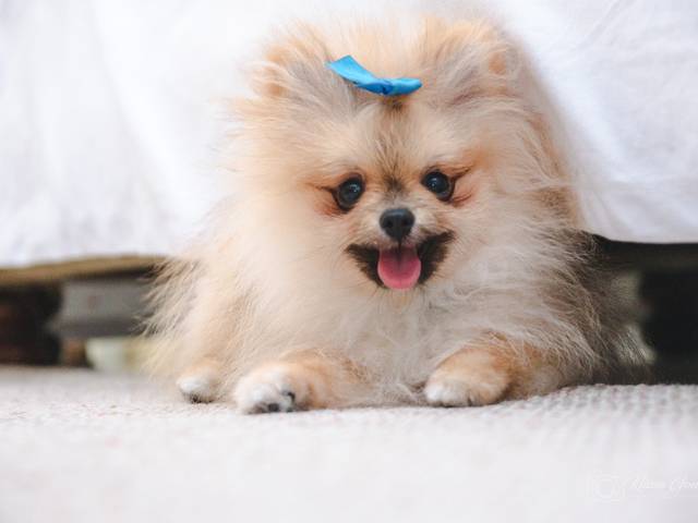 Pets de Agnes Ensaio 1