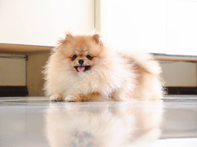 Pets de Agnes Ensaio 2