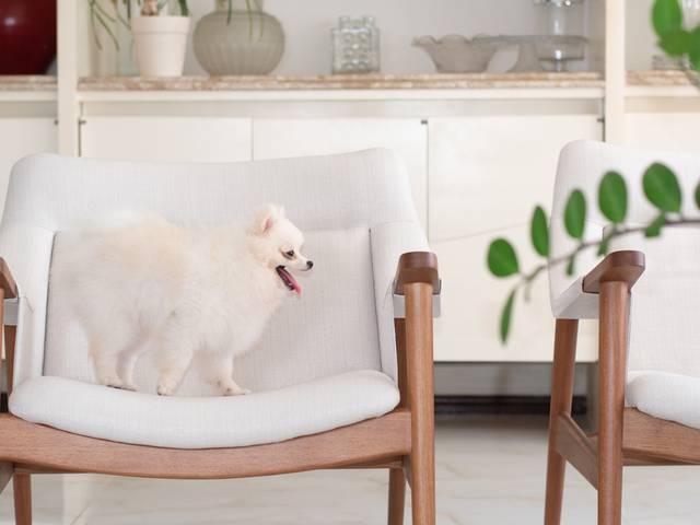 Pets de A charmosa cachorrinha Maggie