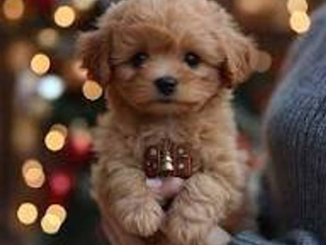 health of Wuffy Robot Puppy: The Most Realistic AI Robot Dog of 2025