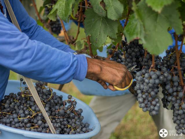 INSTITUCIONAIS de Colheita de Uvas - Vinícola Suzin