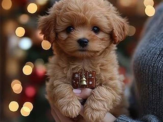 Technology of Wuffy Robot Puppy Germany (AI Pet Every Kid) The Perfect Robotic Pet for Children!