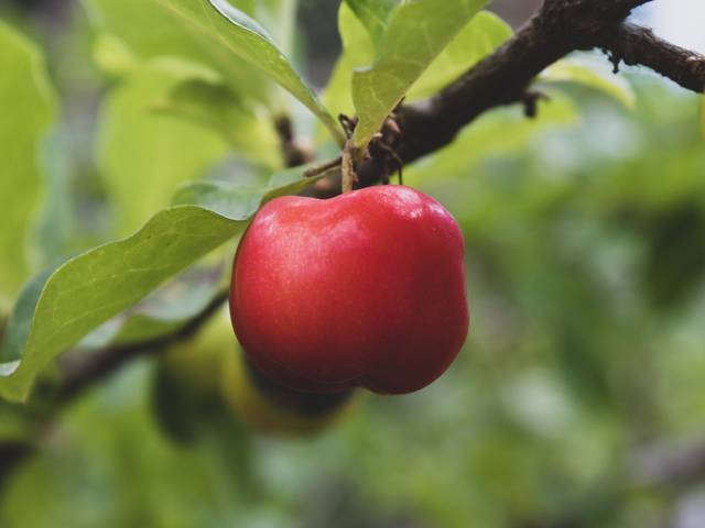 Sessão de fotos de GreenGarden