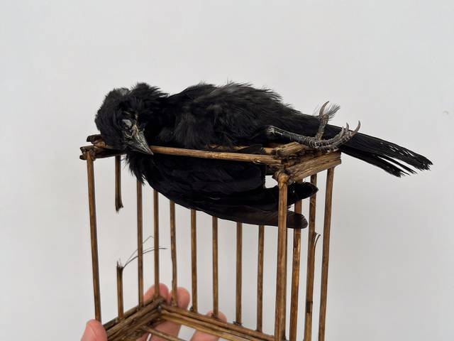 Taxidermia artística de Taxidermia artística