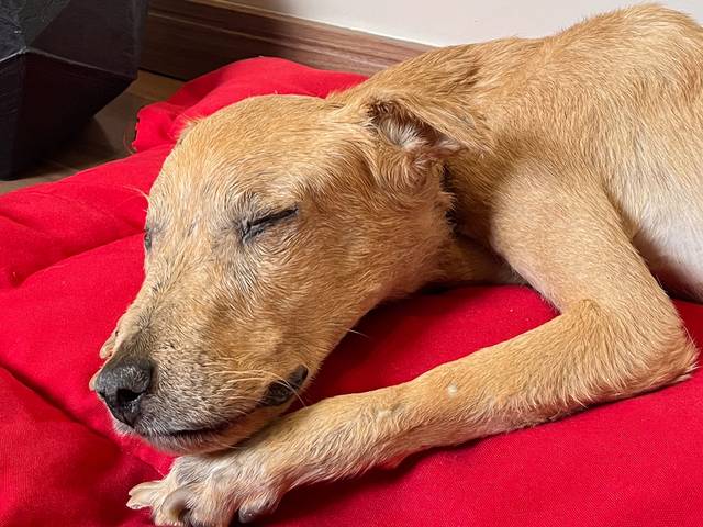 Taxidermia artística de Mamíferos