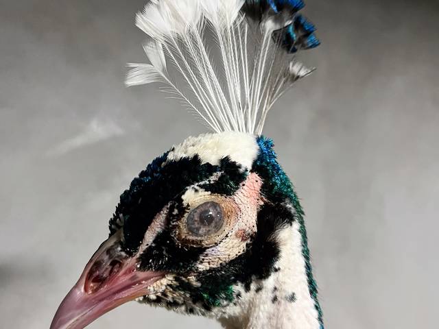 Taxidermia artística de Aves