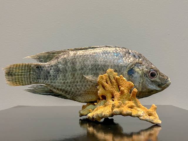 Taxidermia artística de Aquáticos