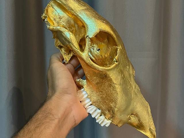 Taxidermia artística de Decorações