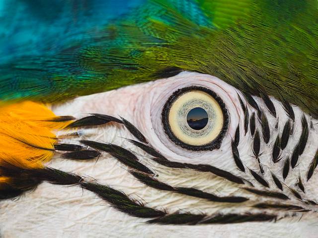 Vida Selvagem de BIRDS