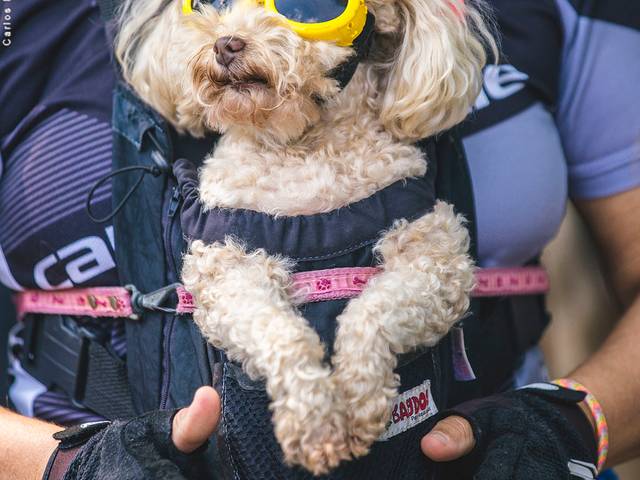 Corporativos Eventos de Animacão 4ª Edição