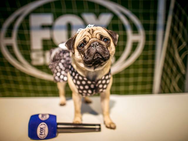 Petbook de Petbook Pandora @ Funcast