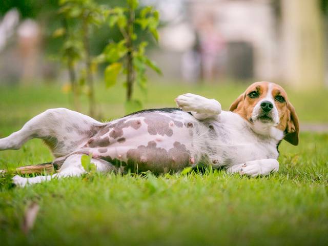 Petbook de Petbook Gestante Stella Artois