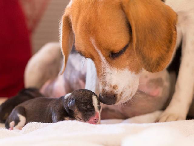 Petbook de Petbook Parto Stella Artois