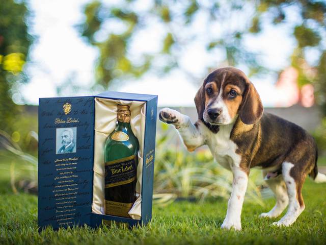 Petbook de Petbook Johnnie Walker & Adrena Shock
