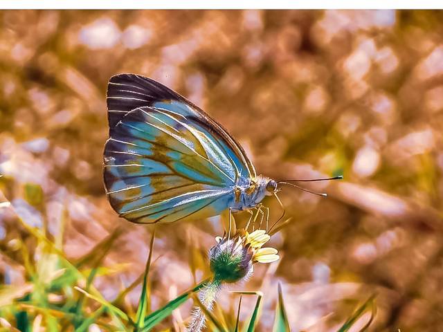 Prêmios de Prêmio de Destaque