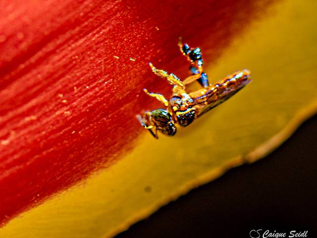 Natureza de Macro Natureza 06-12-2025