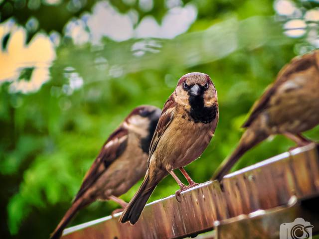 Natureza de Natureza 02-01-2022