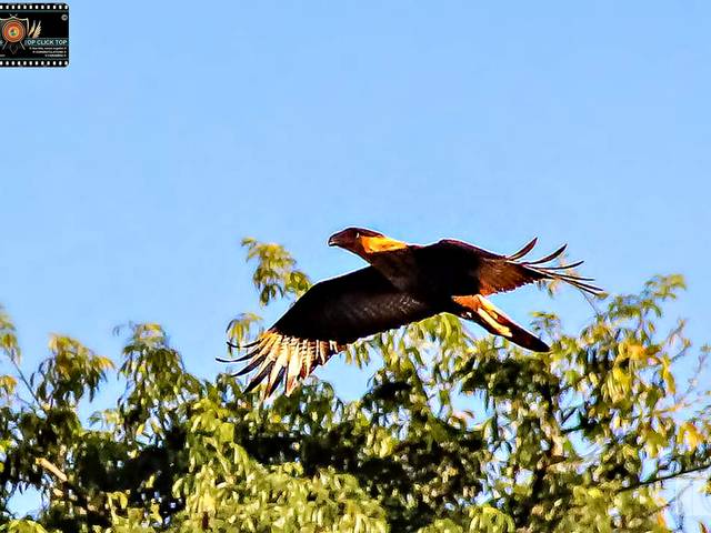 Prêmios de Caçadores de Imagem - Top Click - Ao Ataque