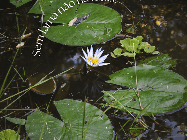 Individual de ``Sem lama não há lotus.´´ 