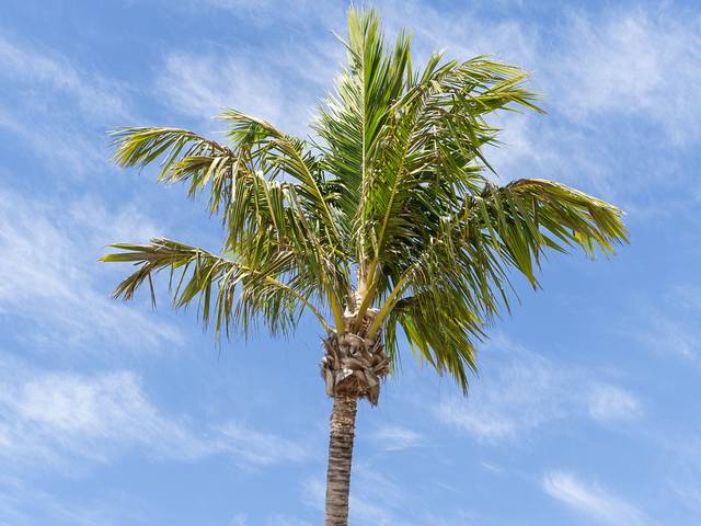 Paisagem de Itacimirim