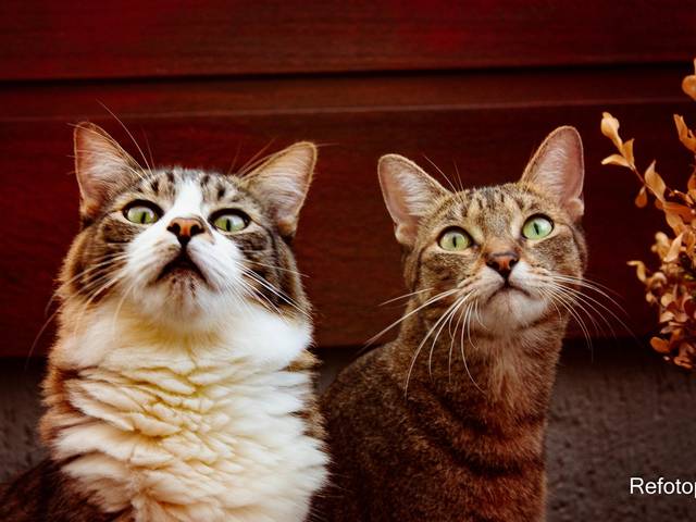 Ensaio Pet - Felinos de Ensaio Olga e Alfredo