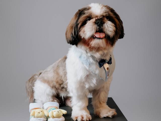 Estúdio de A família do Otto