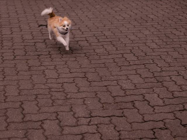 Família de Theodoro